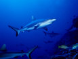 Dagsit Shark, Swimming, Polynesia