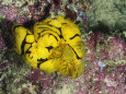 Yellow Nudibranch or Sea Slug, Notodoris Minor, Mating, Solomon Islands