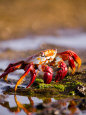 Sally Lightfoot Crabs, Puerto Egas, Galapagos Islands National Park, Ecuador