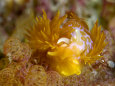 Nudibranch, Poor Knights Marine Reserve, New Zealand