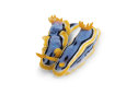 A pair of toxic Chromodoris annae nudibranchs