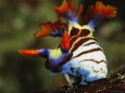 Colorful Nudibranch, Nembrotha Species