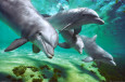 Dolphins