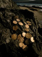 Ancient Coins from a Shipwreck