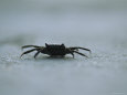 An eye-level view of a crab