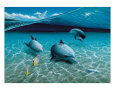 The Chase, Maui Dolphins