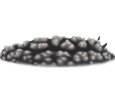 A toxic Phyllidiella pustulosa nudibranch
