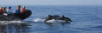 Common Dolphins Bow-Riding an Inflatable Boat Full of Ecotourists