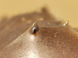 Close-Up of the Multi-Faceted, Compound Eye of a Horseshoe Crab