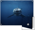 Great White Shark, Swimming, South Australia