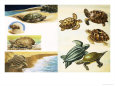 Turtles