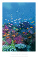 Underwater Village