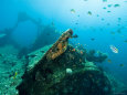 Diving on Wreck of Liberty, An American Cargo Ship Sunk in 1942, Bali, Indonesia