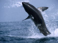 Great White Shark (Carcharodon Carcharias) Jumping out of the Water, False Bay, South Africa