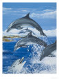 Dolphins