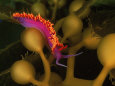 Spanish Shawl on Nudibranch, California
