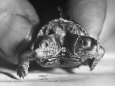 The Two Headed Turtle Named Super Diamond