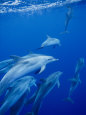 A Group of Spotted Dolphins Swim Near the Oceans Surface