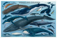 Whales and Dolphins