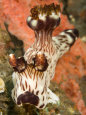 Closeup of Nudibranch, Bali, Indonesia