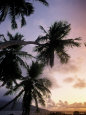 Tropical Beach and Palm Trees at Sunset, Seychelles