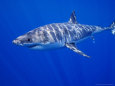 Great White Shark, Guadalupe Island, Mexico