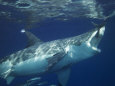 Great White Shark Grabs Bait in Clear Water Off Guadalupe Island