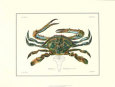 Schalentiere I