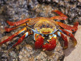 Sally Lightfoot Crab on the Galapagos Islands, Ecuador