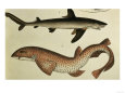 Lesser Spotted Dogfish, Pl.93 from "Naturgeschichte Und Abbildung Der Fische," 1836, by H.R. Schinz