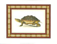 Tortoiseshell I